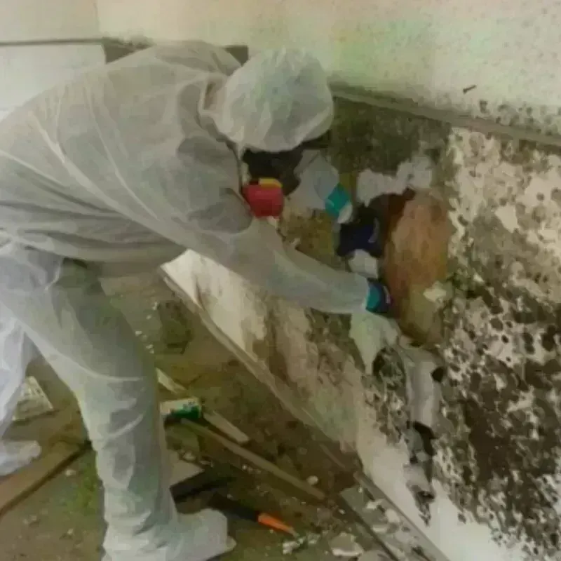 Mold Remediation and Removal in Lucerne Valley, CA